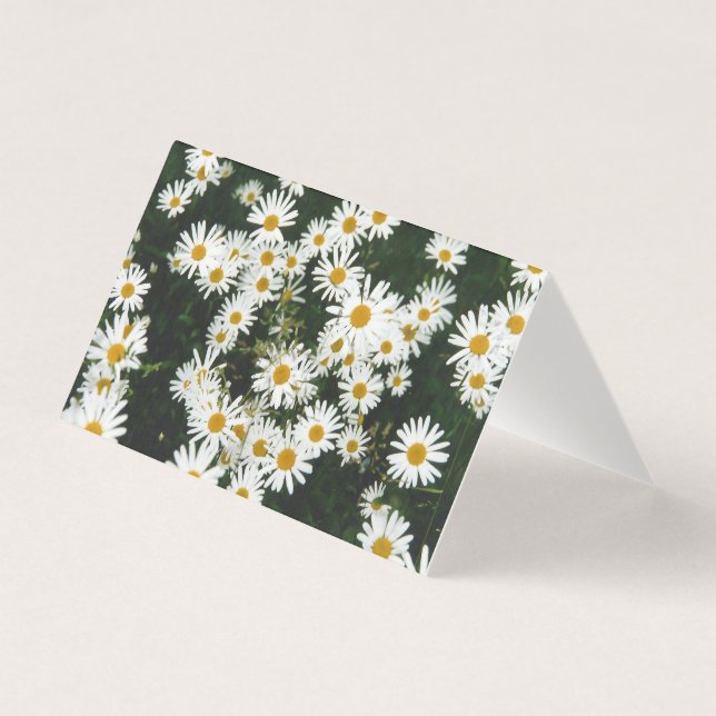 White Oxeye Daisy, Moon Daisy Meadow (Front)