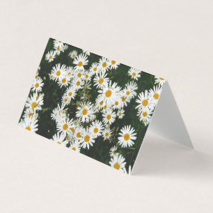 White Oxeye Daisy, Moon Daisy Meadow