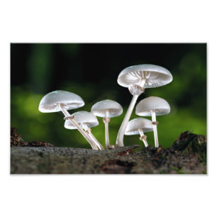 White Oyster Autumn Mushrooms Photo Print