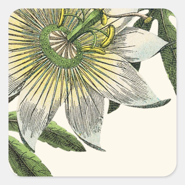 White Passion Flower Botanical Square Sticker (Front)