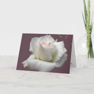 White Passion Rose Greeting Card