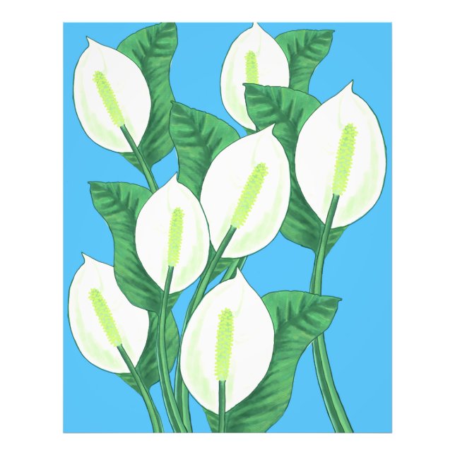 White peace lilies on pale blue background  photo print (Front)