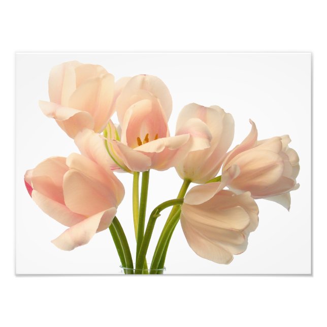 White & Peach Parrot Tulips Background Customized Photo Print (Front)
