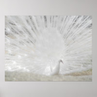 White Peacock, Amazing Photograph