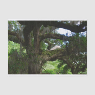 White Peacock Angel Oak Tree Tissue Paper