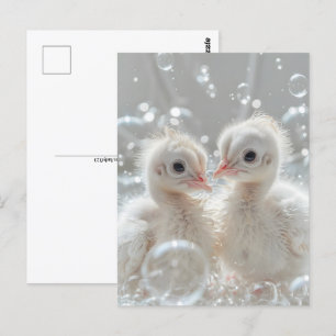 White peacock babies, Postcrossing Postcard