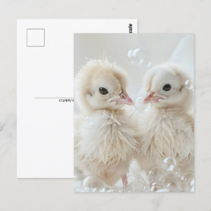 White peacock babies, Postcrossing Postcard