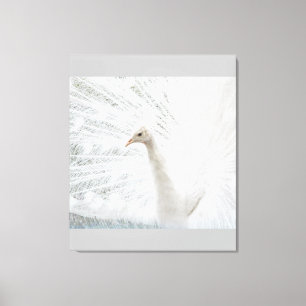 White Peacock beautiful feathers  Canvas Print