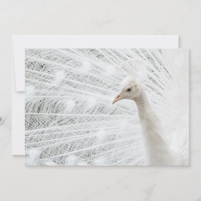 White Peacock beautiful feathers  Invitation (Front)