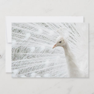 White Peacock beautiful feathers Invitation