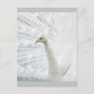 White Peacock beautiful feathers  Postcard
