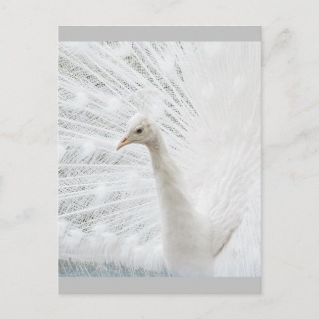 White Peacock beautiful feathers  Postcard (Front)