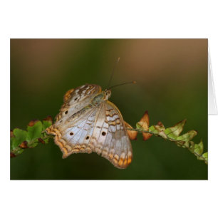 White Peacock butterfly on leaves
