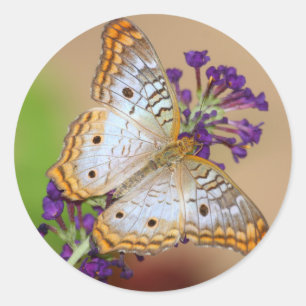 White Peacock Butterfly  on Purple Flowers Classic Round Sticker