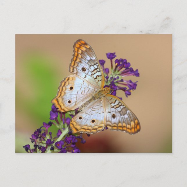 White Peacock Butterfly on Purple Flowers Postcard (Front)