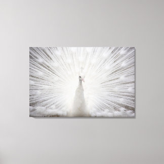 White peacock canvas print