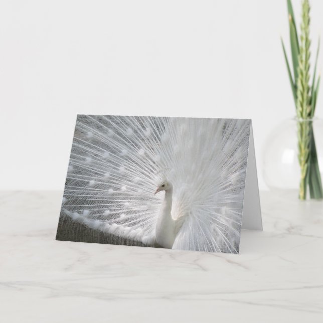 White Peacock Greeting Card (Front)
