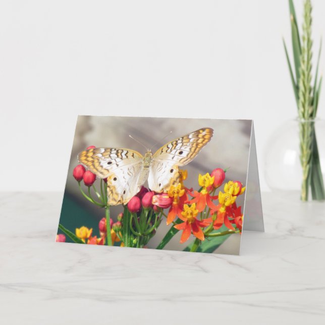 White Peacock Greeting Card (Front)