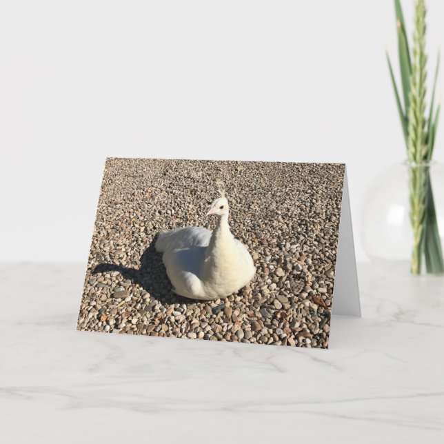 White Peacock, Idaho Card (Front)