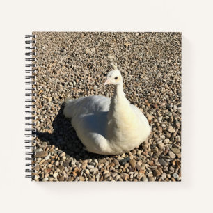 White Peacock, Idaho Notebook