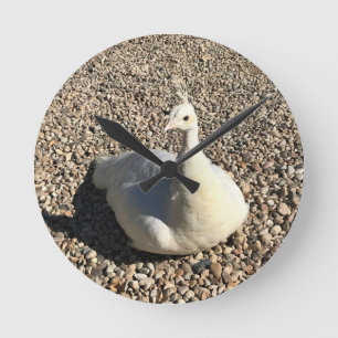 White Peacock, Idaho Round Clock