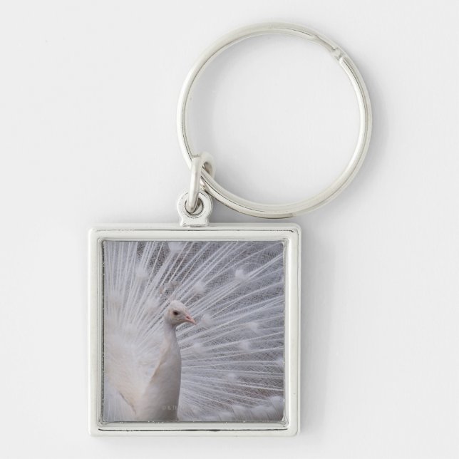 White Peacock Keychain (Front)