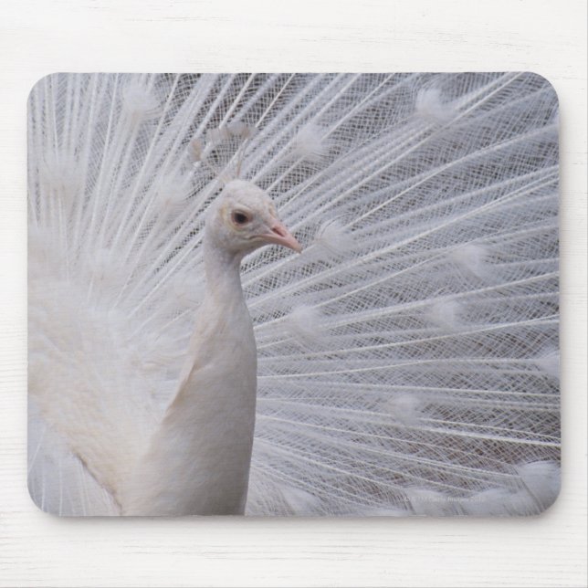 White Peacock Mouse Pad (Front)