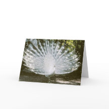 White Peacock Note Card <Blank Inside>