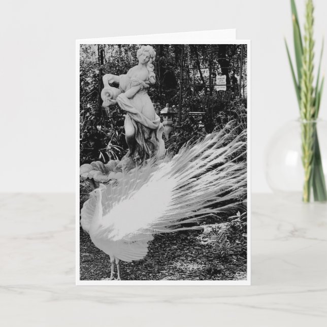 White Peacock Note Card <Blank Inside> (Front)
