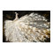 White Peacock Oil Painting Fine Art