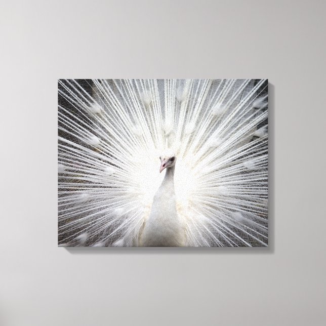 White Peacock on Premium Wrapped Canvas (Gloss) (Front)