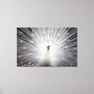 White Peacock on Premium Wrapped Canvas (Gloss)