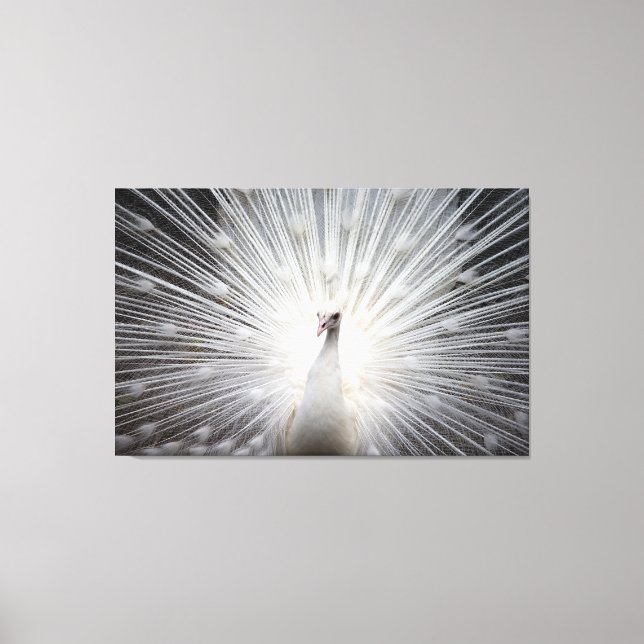 White Peacock on Premium Wrapped Canvas (Gloss) (Front)