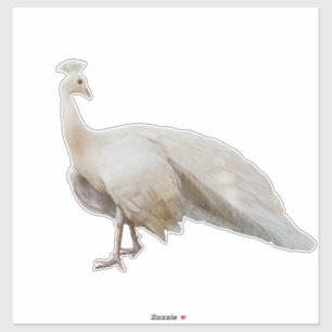 White peacock posing