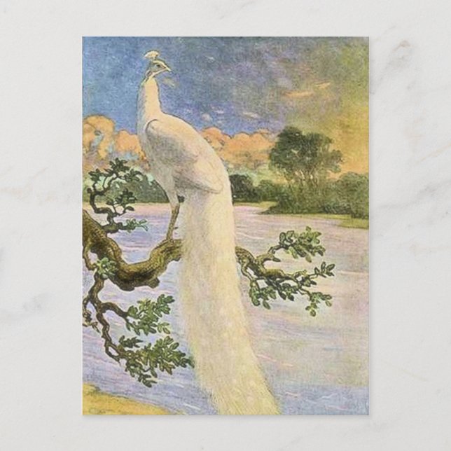 White Peacock Postcard (Front)