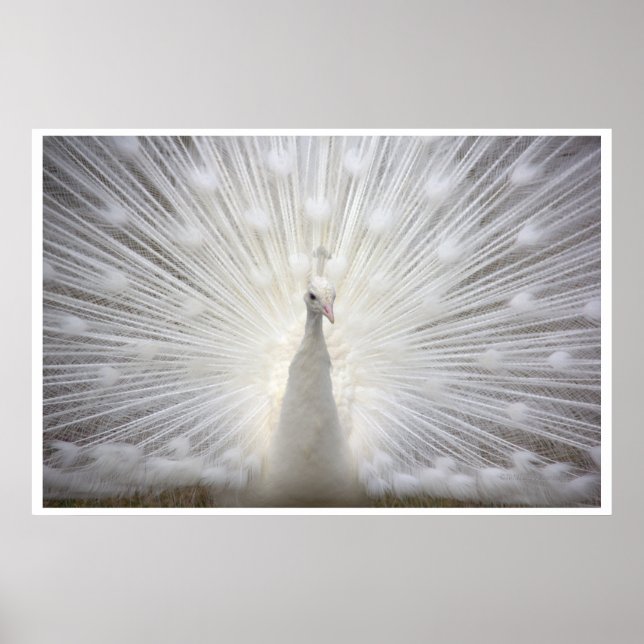 White Peacock Poster (Front)