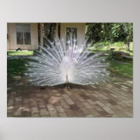 White Peacock