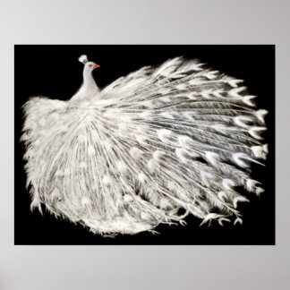 White Peacock Poster