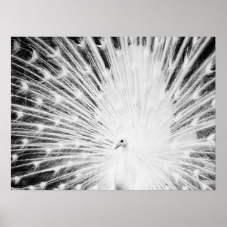 White Peacock Poster
