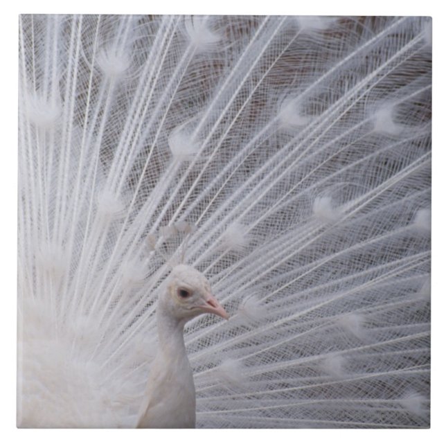 White Peacock Tile (Front)