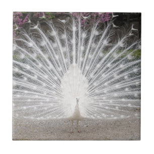 white peacock tile