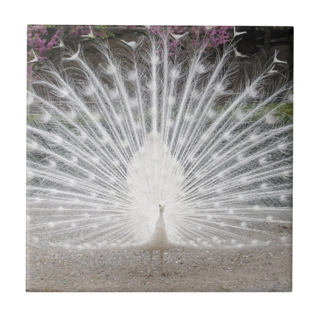 white peacock tile (Front)