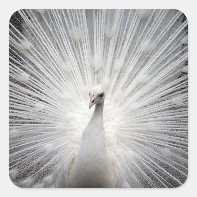 White Peacock with Feathers Fanned Out Square Sticker (Front)