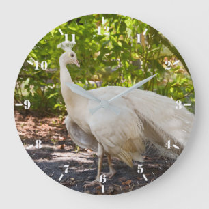White peafowl peacock posing large clock