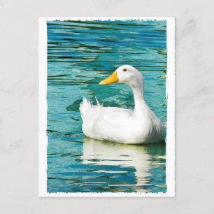 White Pekin Duck  - Nature Photo in Reflections Postcard