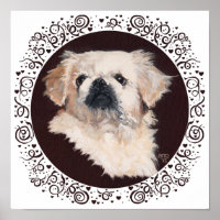 White Pekingese Head Study