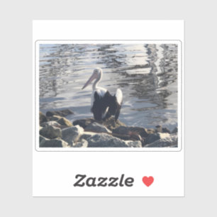 White Pelican