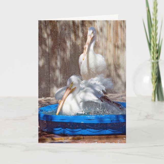 white pelican in pool card (Front)
