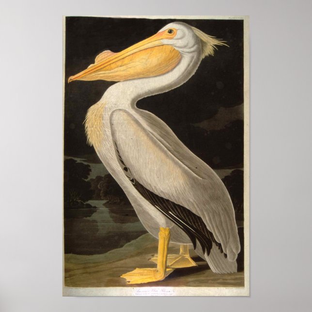 White Pelican, John James Audubon Poster (Front)