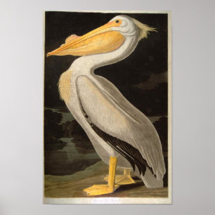 White Pelican, John James Audubon Poster